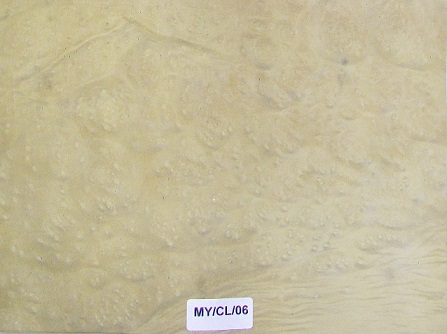 Myrtle Cluster wood veneer