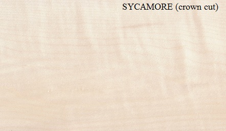 SYCAMOREcrown-cut